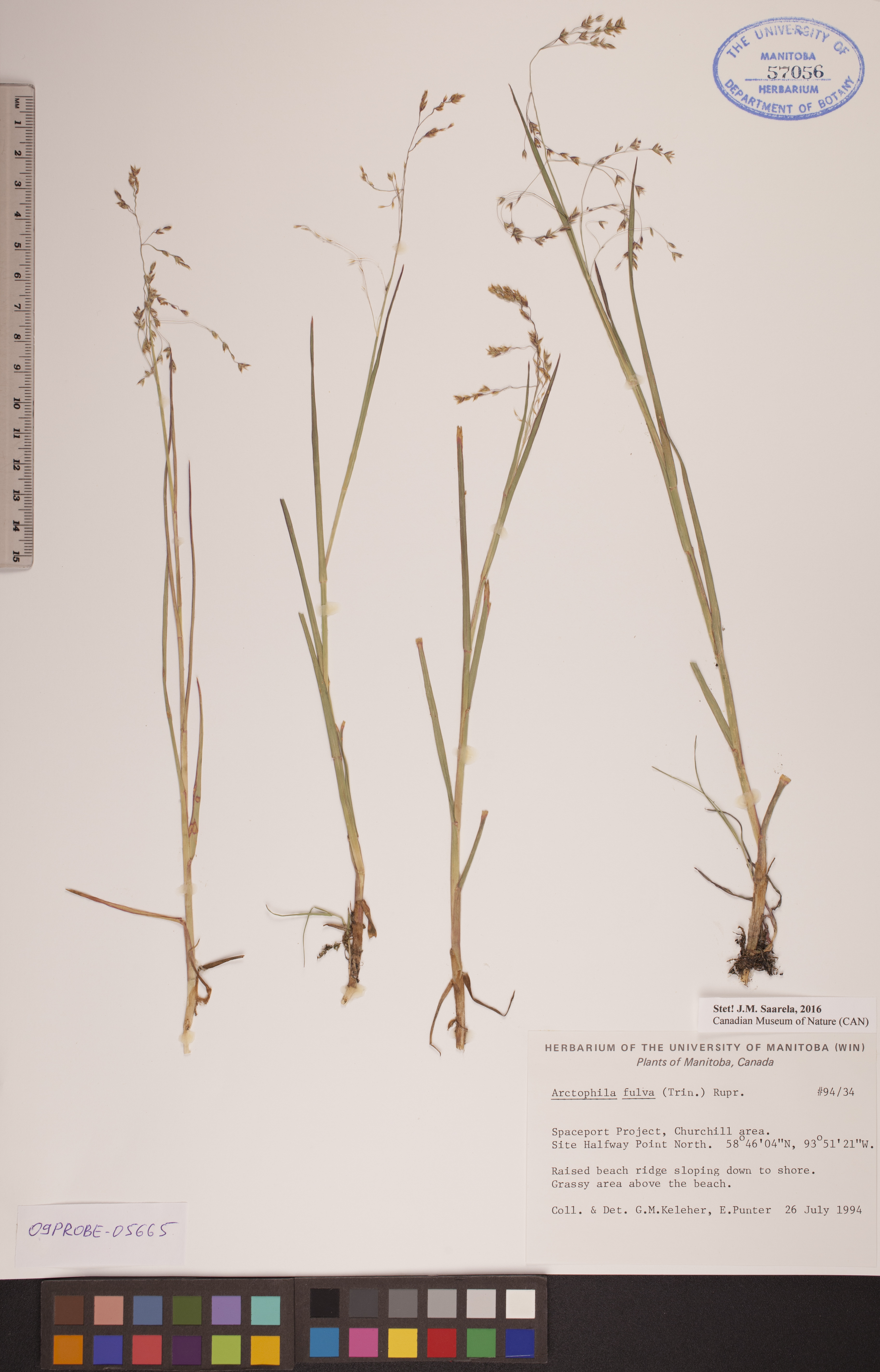 Arctophila fulva image